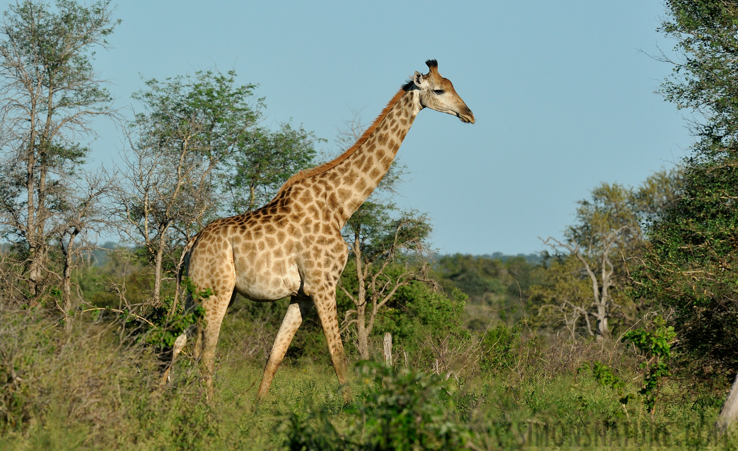 Giraffa giraffa giraffa [380 mm, 1/2000 Sek. bei f / 13, ISO 1600]